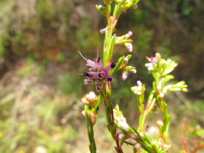 Erica quadrifida, photographed by Michael D. Pirie