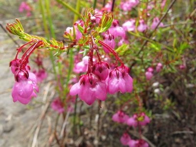 Erica tetrathecoides, photographed by Michael D. Pirie