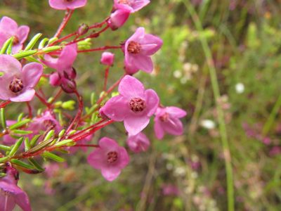 Erica tetrathecoides, photographed by Michael D. Pirie