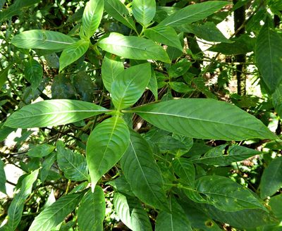 Palicourea berteroana, photographed by greenline