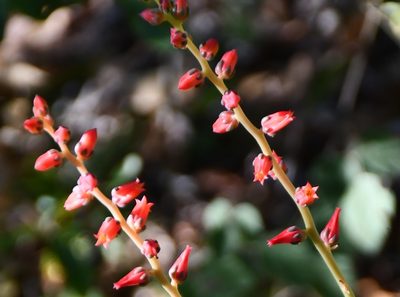 Echeveria goldmanii, photographed by Neptalí Ramírez Marcial