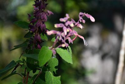 Salvia lasiantha, photographed by Neptalí Ramírez Marcial