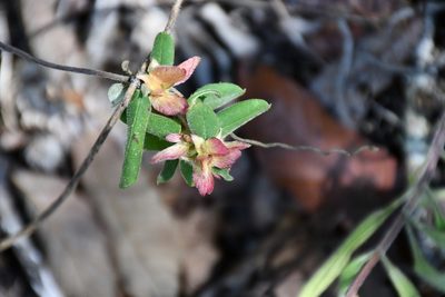 Aspicarpa hexandra, photographed by Neptalí Ramírez Marcial