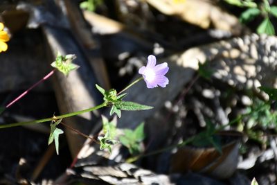 Anoda acerifolia, photographed by Neptalí Ramírez Marcial