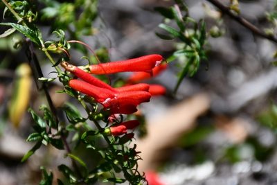 Lamourouxia barbata, photographed by Neptalí Ramírez Marcial