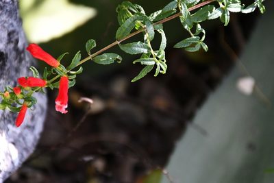 Lamourouxia barbata, photographed by Neptalí Ramírez Marcial