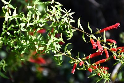 Lamourouxia barbata, photographed by Neptalí Ramírez Marcial
