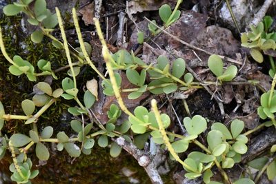 Peperomia quadrifolia, photographed by Neptalí Ramírez Marcial