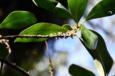 Myrsine juergensenii, photographed by Neptalí Ramírez Marcial