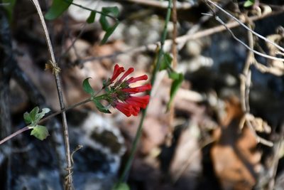 Bouvardia leiantha, photographed by Neptalí Ramírez Marcial