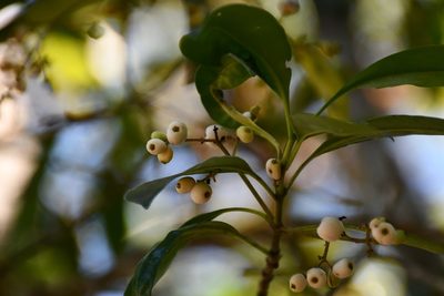 Chiococca filipes, photographed by Neptalí Ramírez Marcial