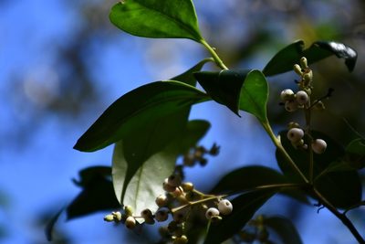 Chiococca filipes, photographed by Neptalí Ramírez Marcial
