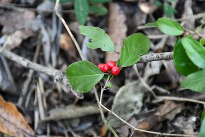 Xylosma chiapensis, photographed by Neptalí Ramírez Marcial