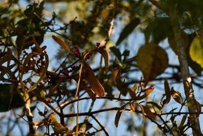 Phoradendron nervosum, photographed by Neptalí Ramírez Marcial