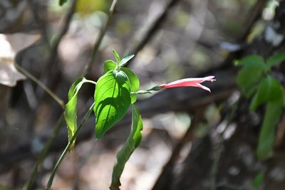 Dicliptera sciadephora, photographed by Neptalí Ramírez Marcial