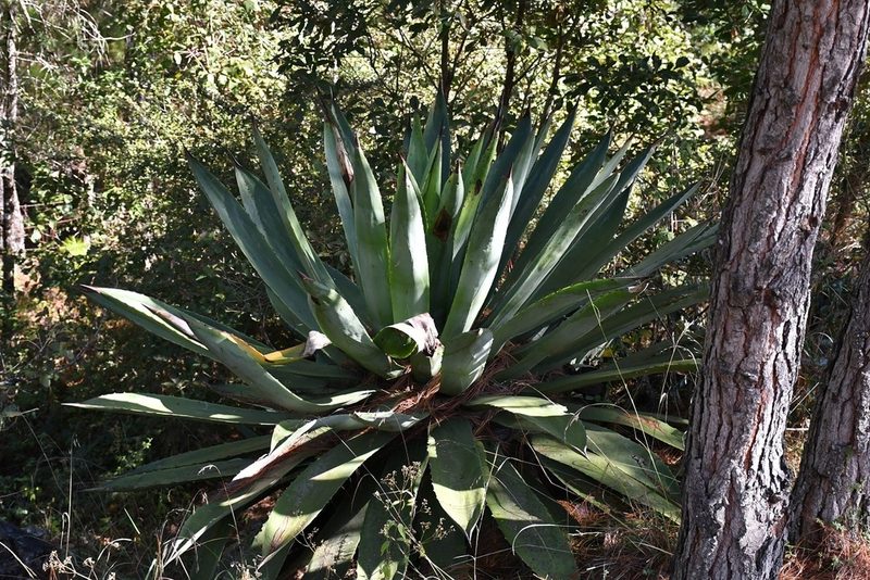 Agave hiemiflora, photographed by Neptalí Ramírez Marcial