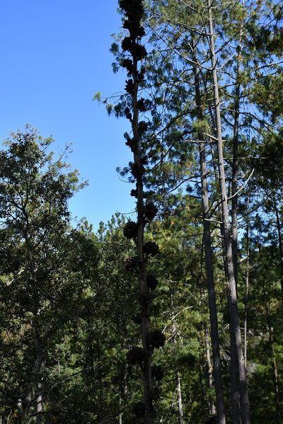 Agave congesta, photographed by Neptalí Ramírez Marcial