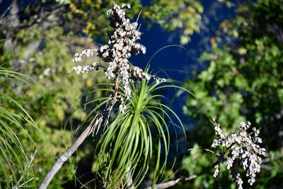 Beaucarnea goldmanii, photographed by Neptalí Ramírez Marcial