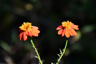 Adenophyllum aurantium, photographed by Neptalí Ramírez Marcial