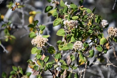 Ageratina tomentella, photographed by Neptalí Ramírez Marcial