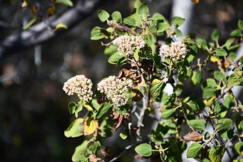 Ageratina tomentella, photographed by Neptalí Ramírez Marcial