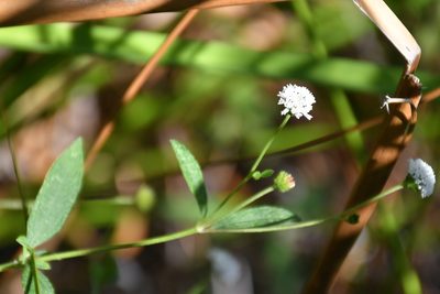 Melanthera angustifolia, photographed by Neptalí Ramírez Marcial
