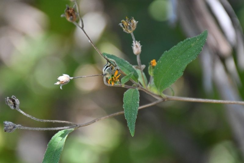 Hymenostephium tenue, photographed by Neptalí Ramírez Marcial