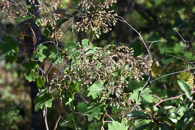Roldana cristobalensis, photographed by Neptalí Ramírez Marcial