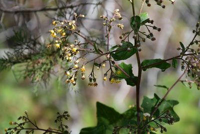 Roldana cristobalensis, photographed by Neptalí Ramírez Marcial