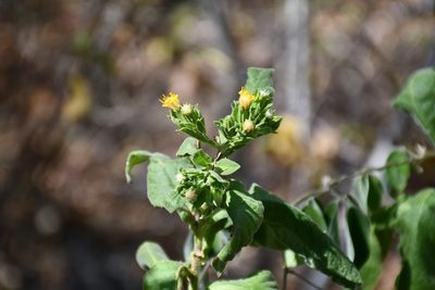 Trixis chiapensis, photographed by Neptalí Ramírez Marcial