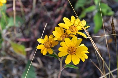 Verbesina hypoglauca, photographed by Neptalí Ramírez Marcial