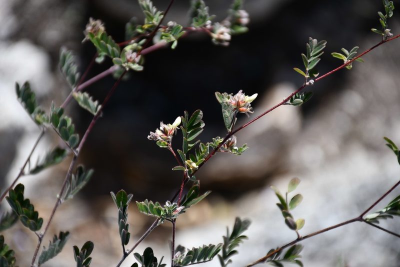 Dalea carthagenensis, photographed by Neptalí Ramírez Marcial