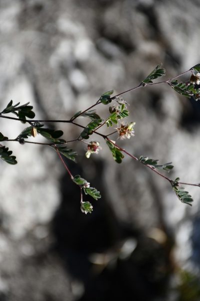 Dalea carthagenensis, photographed by Neptalí Ramírez Marcial