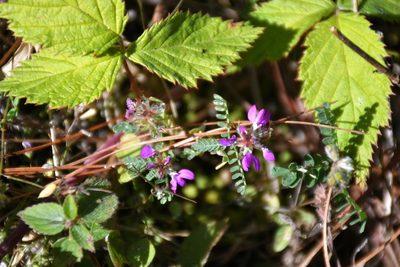 Dalea carthagenensis, photographed by Neptalí Ramírez Marcial