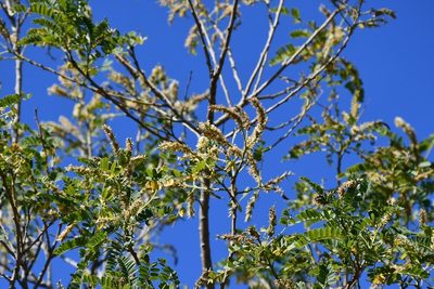 Eysenhardtia adenostylis, photographed by Neptalí Ramírez Marcial