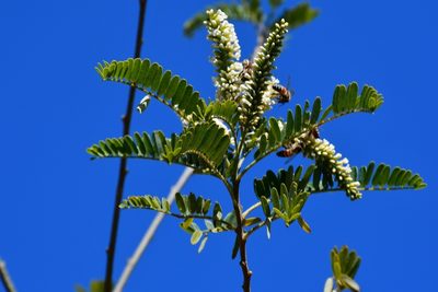 Eysenhardtia adenostylis, photographed by Neptalí Ramírez Marcial