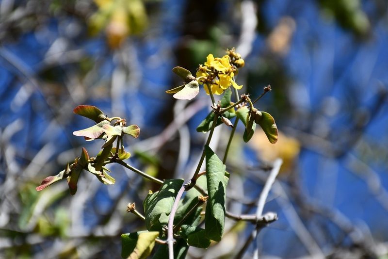 Stigmaphyllon selerianum, photographed by Neptalí Ramírez Marcial