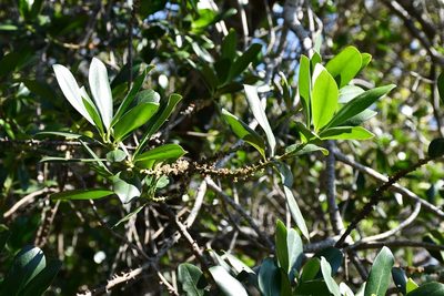 Myrsine juergensenii, photographed by Neptalí Ramírez Marcial