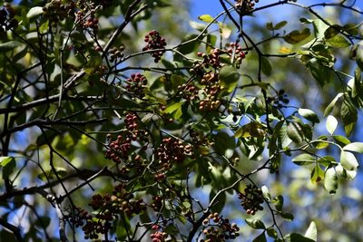 Zanthoxylum arborescens, photographed by Neptalí Ramírez Marcial