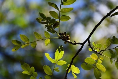 Zanthoxylum arborescens, photographed by Neptalí Ramírez Marcial