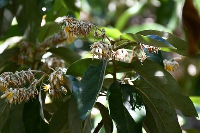 Styrax argenteus, photographed by Neptalí Ramírez Marcial