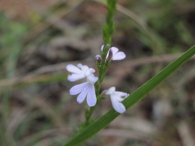 Striga curviflora, photographed by coenobita