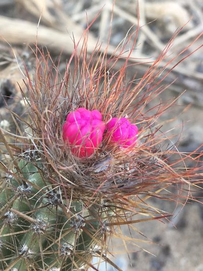 Arrojadoa rhodantha, photographed by B. Phalan