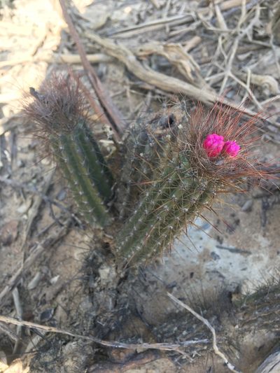 Arrojadoa rhodantha, photographed by B. Phalan