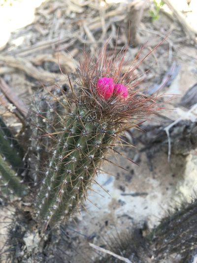 Arrojadoa rhodantha, photographed by B. Phalan