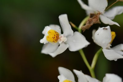 Cuitlauzina pulchella, photographed by Neptalí Ramírez Marcial