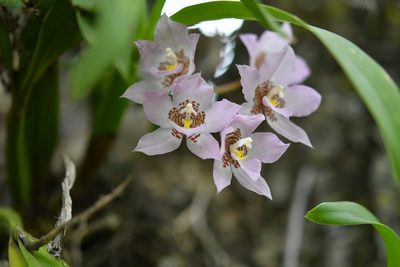 Rhynchostele cervantesii, photographed by Neptalí Ramírez Marcial