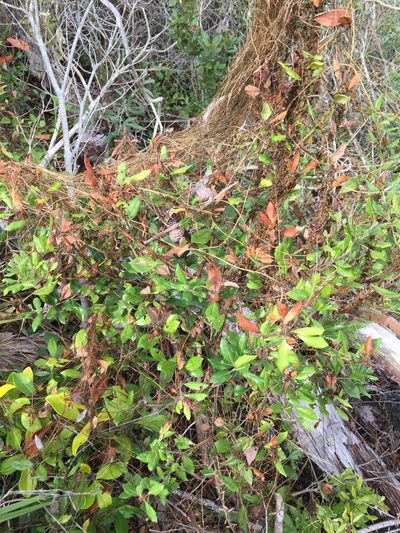 Cuscuta compacta, photographed by John Kees