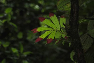 Columnea cuspidata, photographed by Oscar Marín