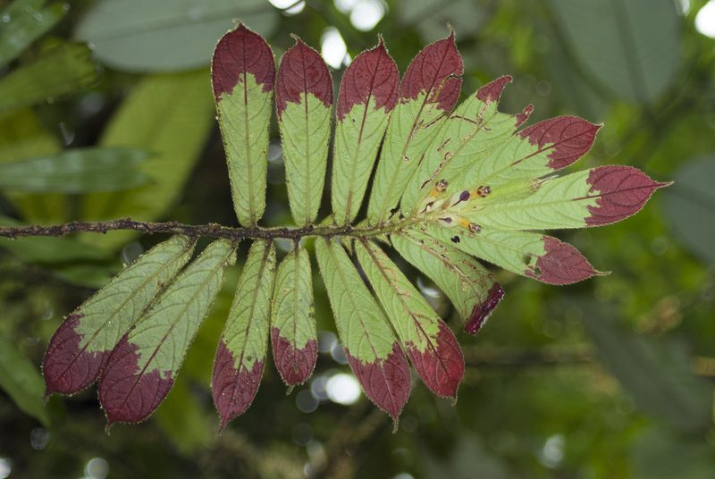 Columnea cuspidata, photographed by Oscar Marín